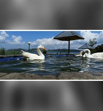 Misty Dam Resort