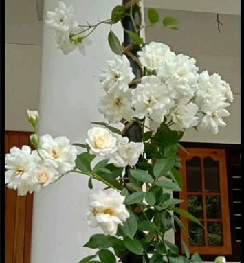 Blossom Garden