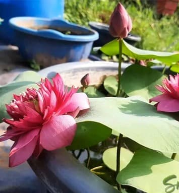 Blossom Garden
