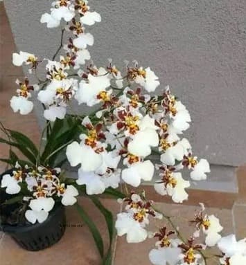 Blossom Garden