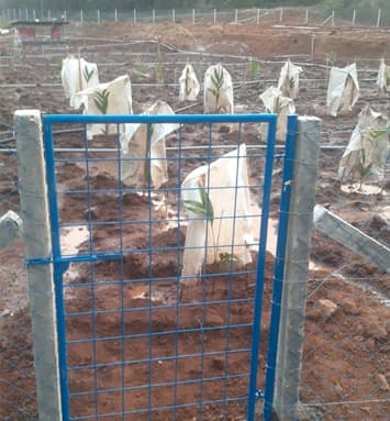 Fence and Slab Walls