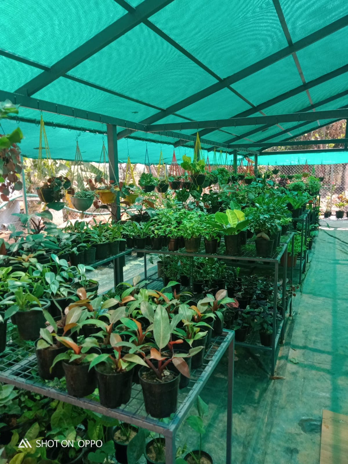 Neelavaaka Plant Nursery