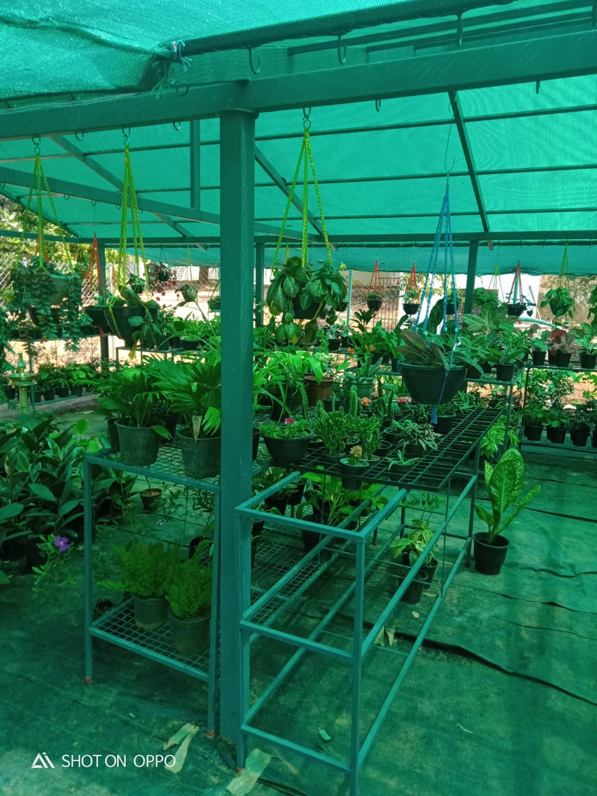 Neelavaaka Plant Nursery
