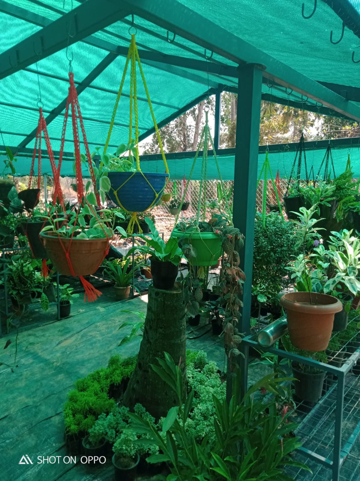 Neelavaaka Plant Nursery