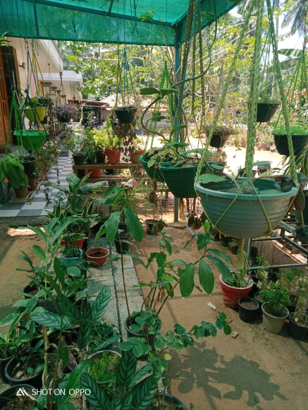 Neelavaaka Plant Nursery