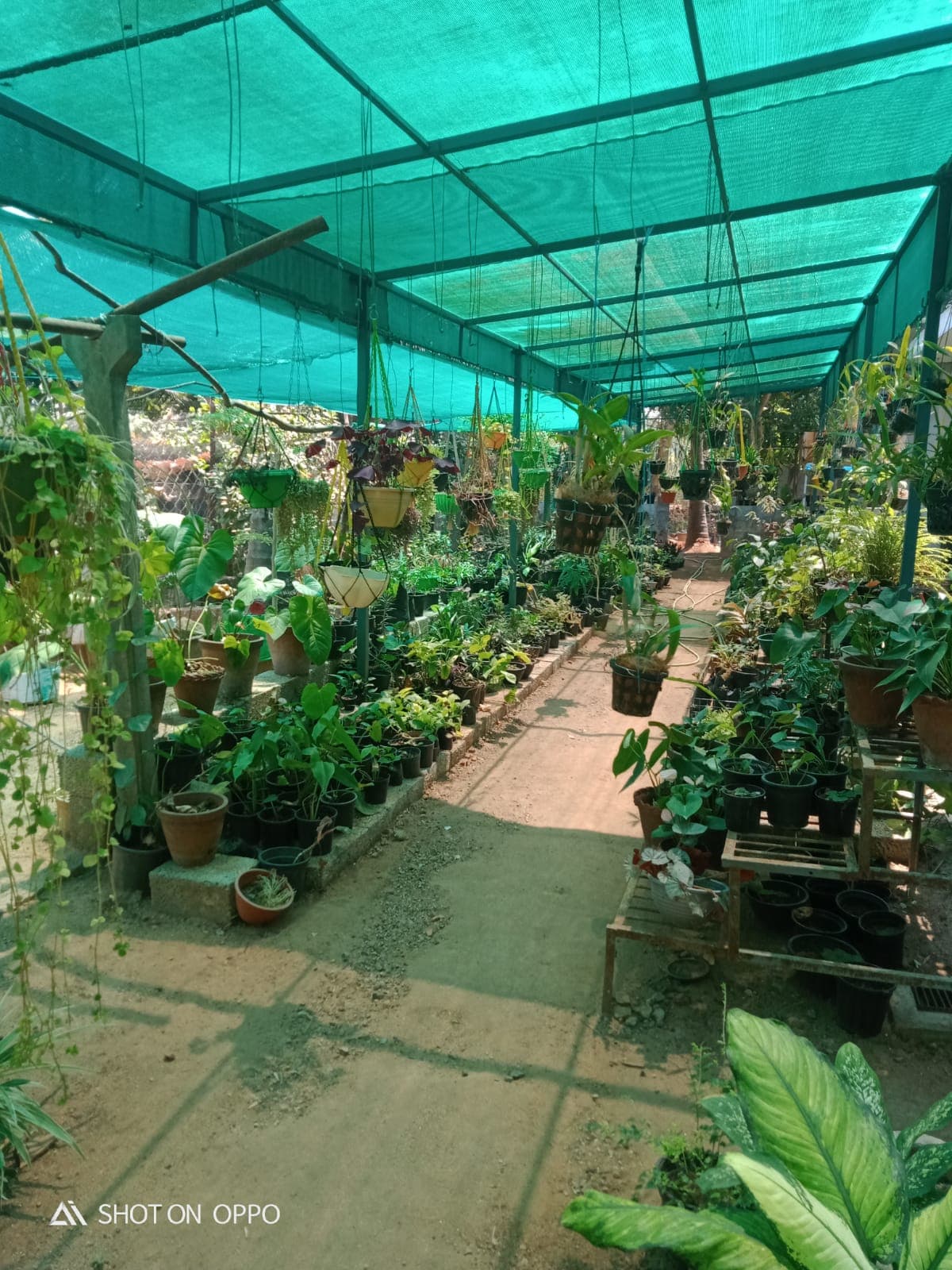 Neelavaaka Plant Nursery