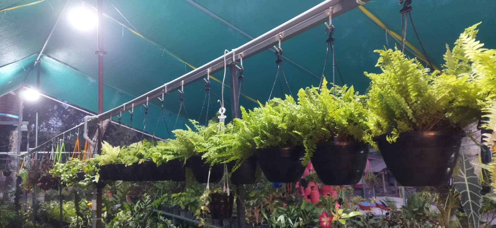 Green House 2