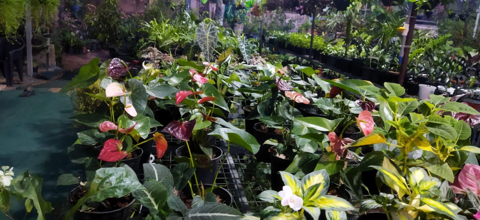 Green House 3