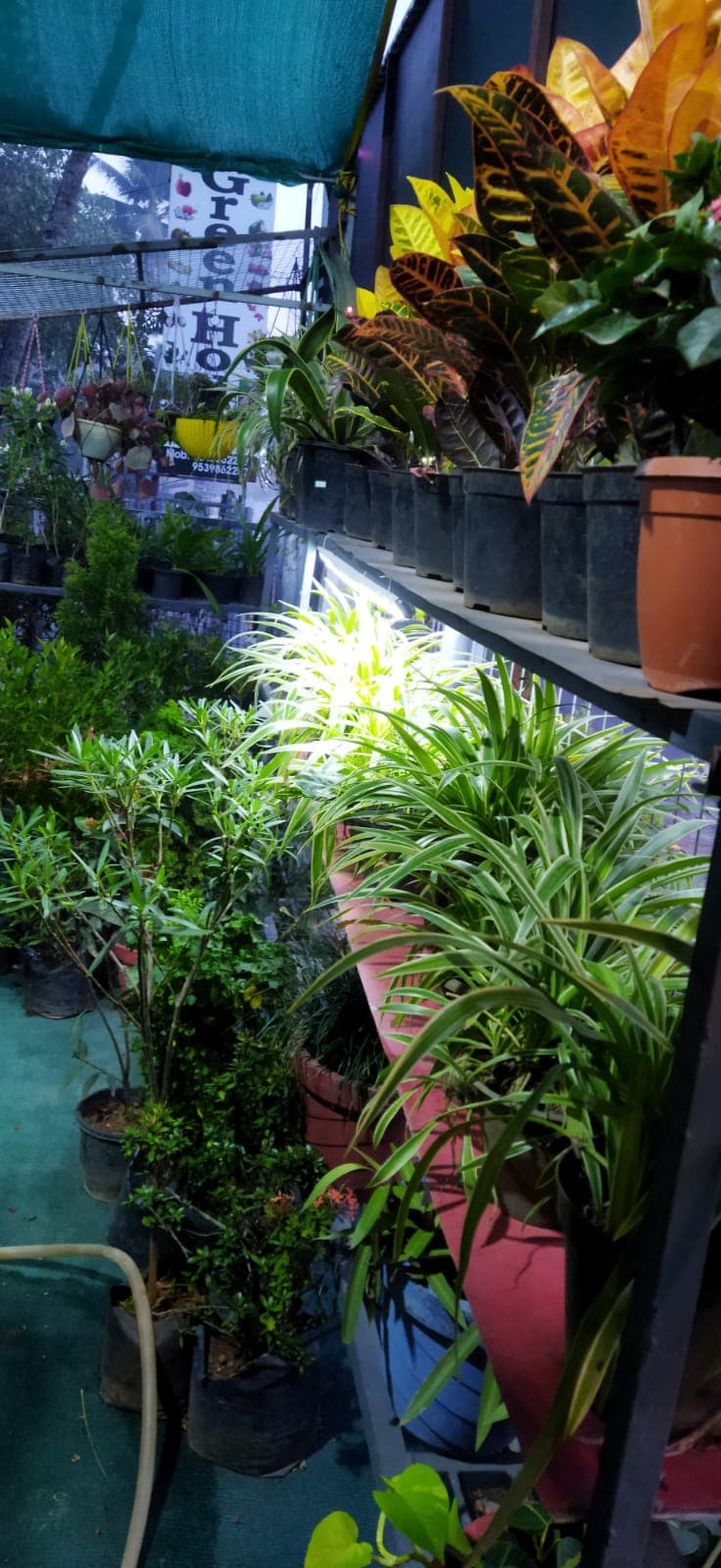 Green House 4
