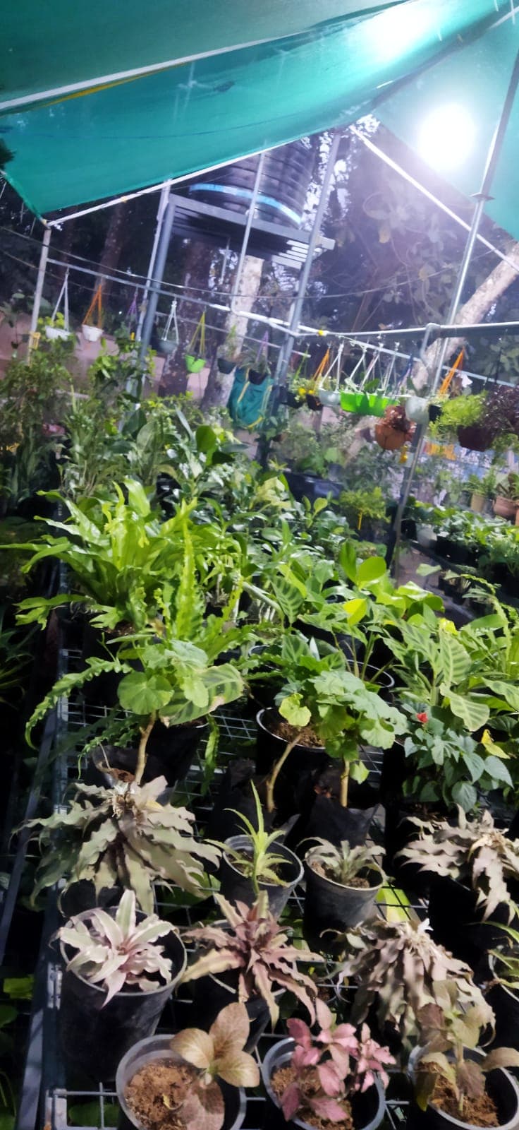 Green House 5