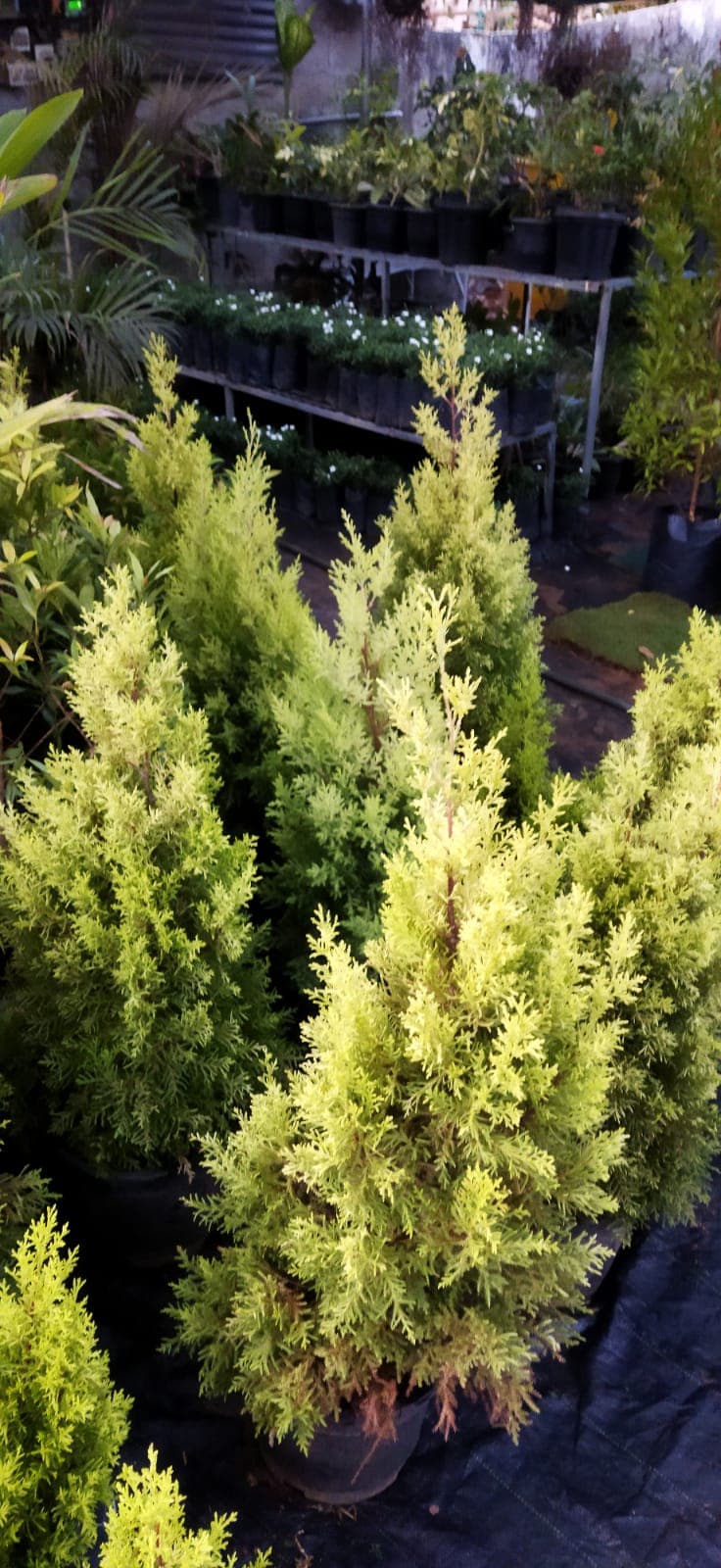 Silpi Gardens