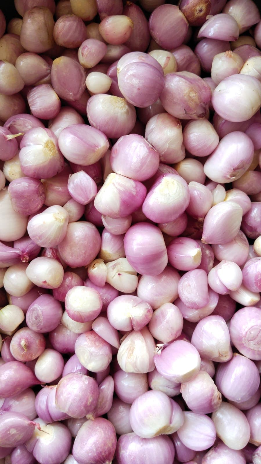 Allium Peelers Tamilnadu