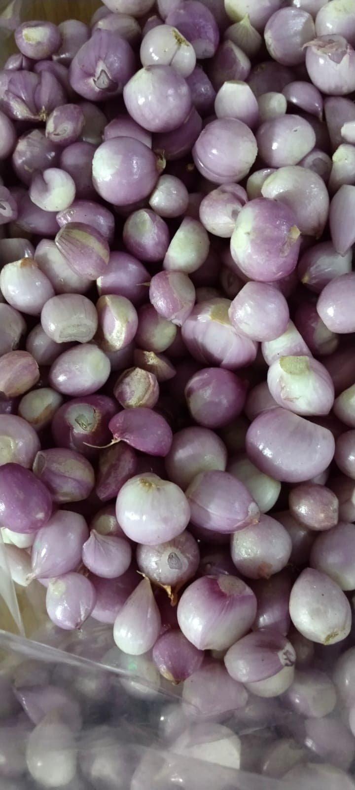 Allium Peelers Tamilnadu