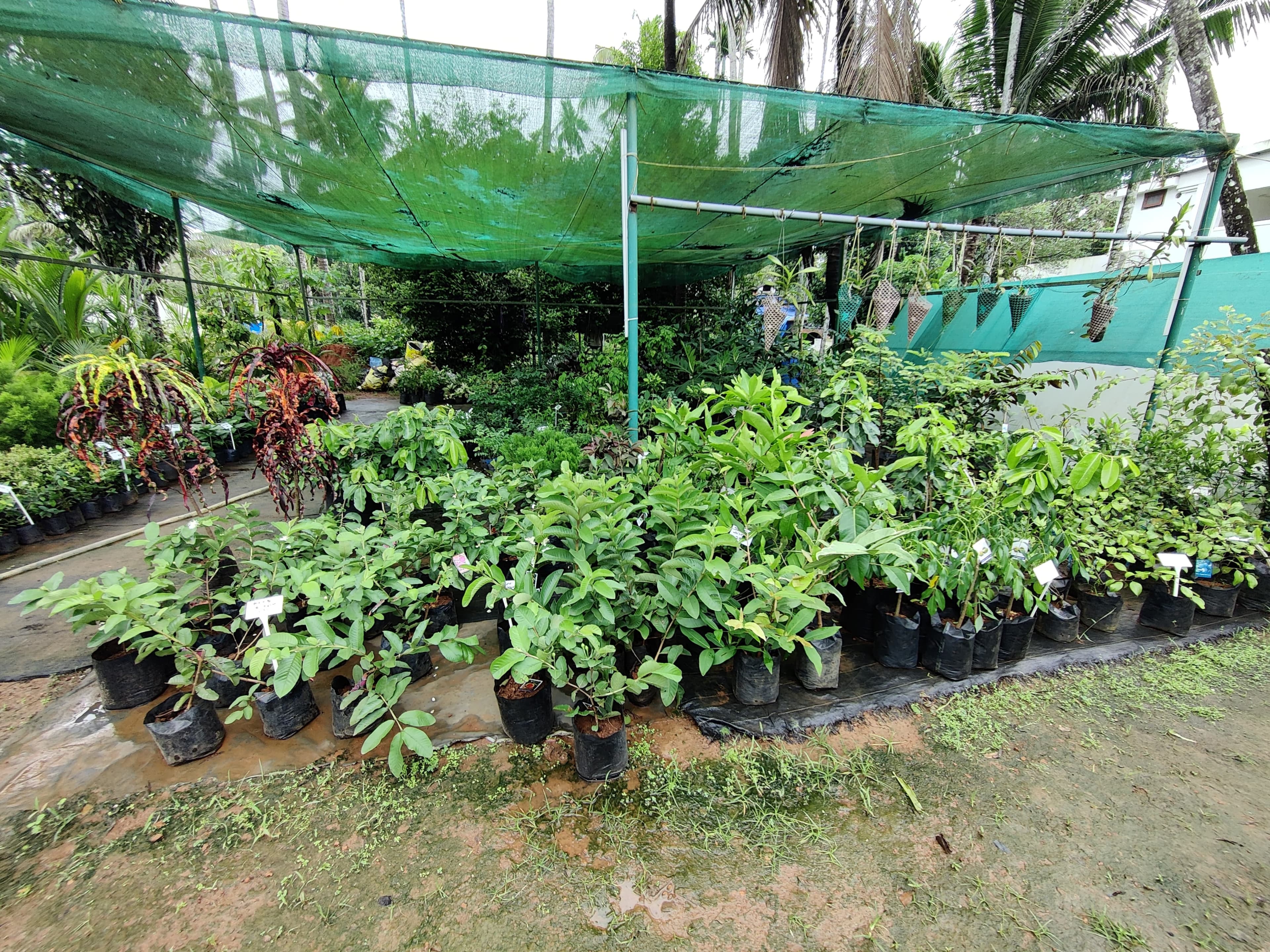 Green World Agri Farm