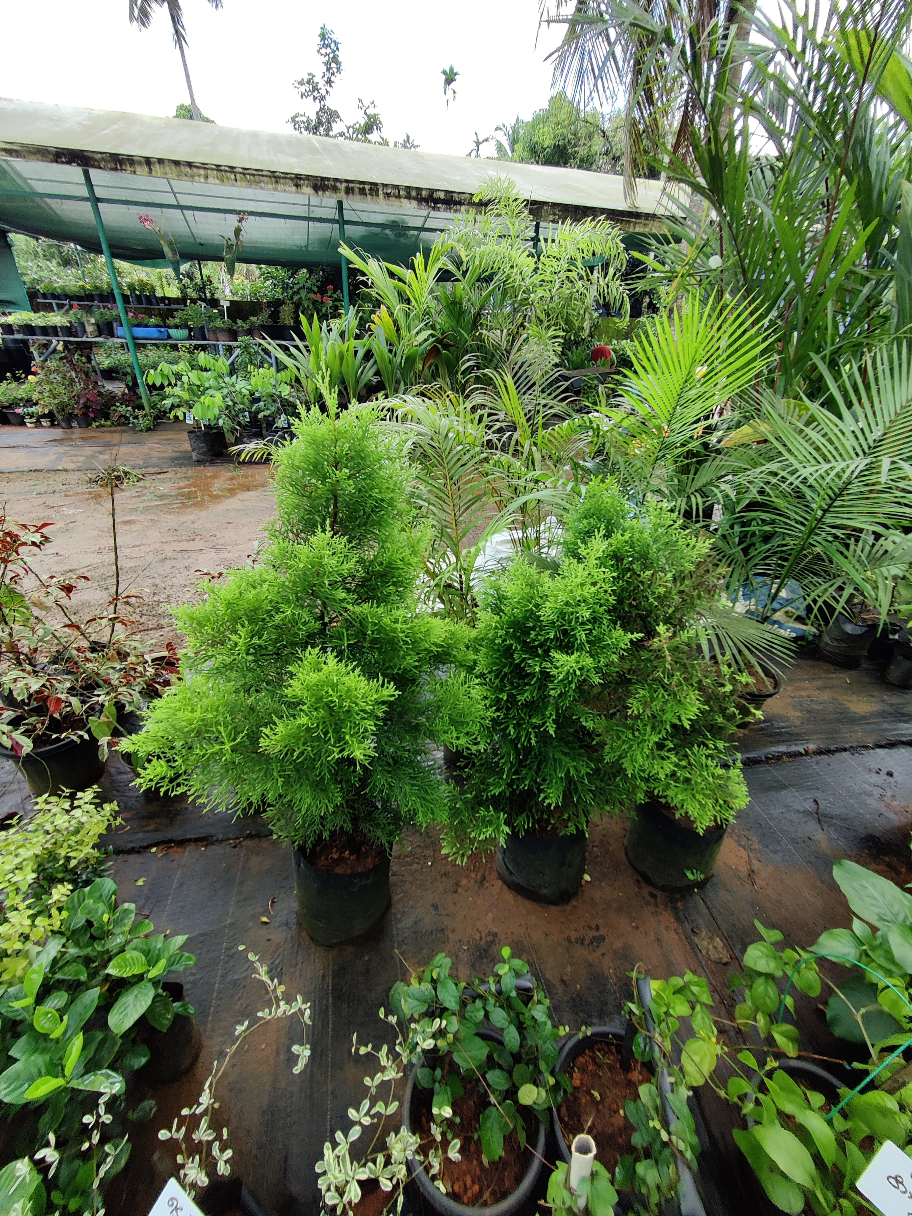 Green World Agri Farm