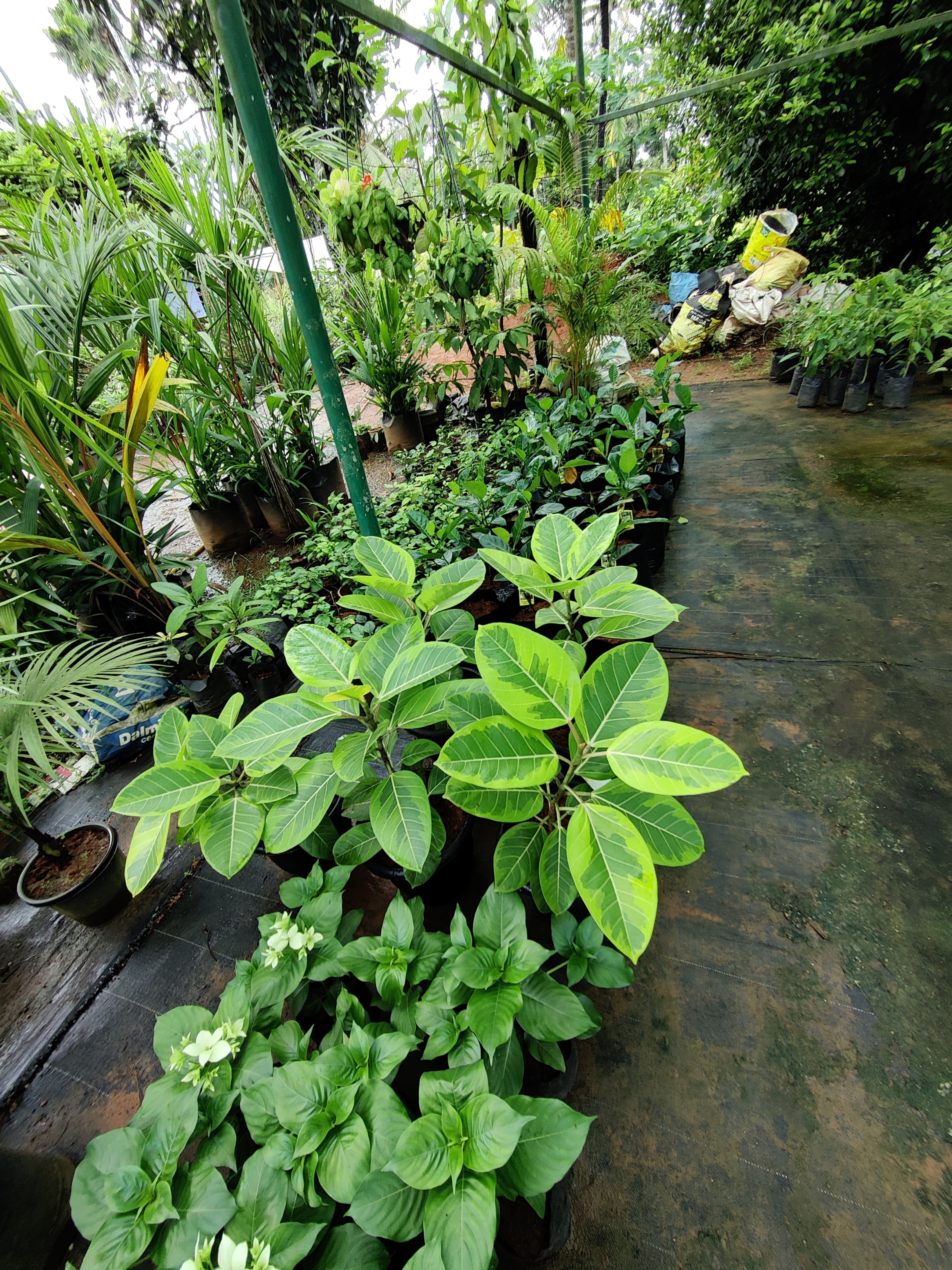 Green World Agri Farm