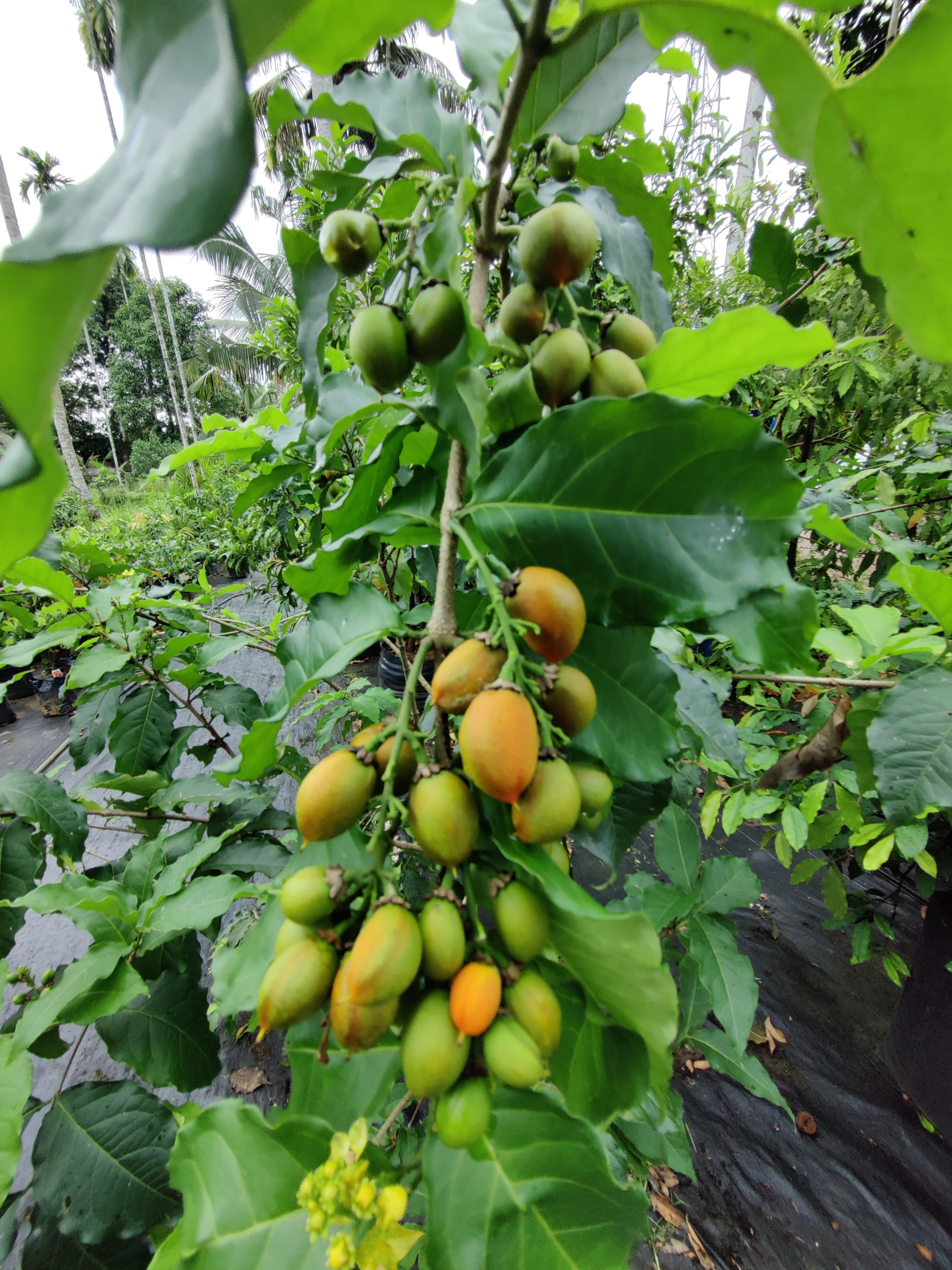 Green World Agri Farm