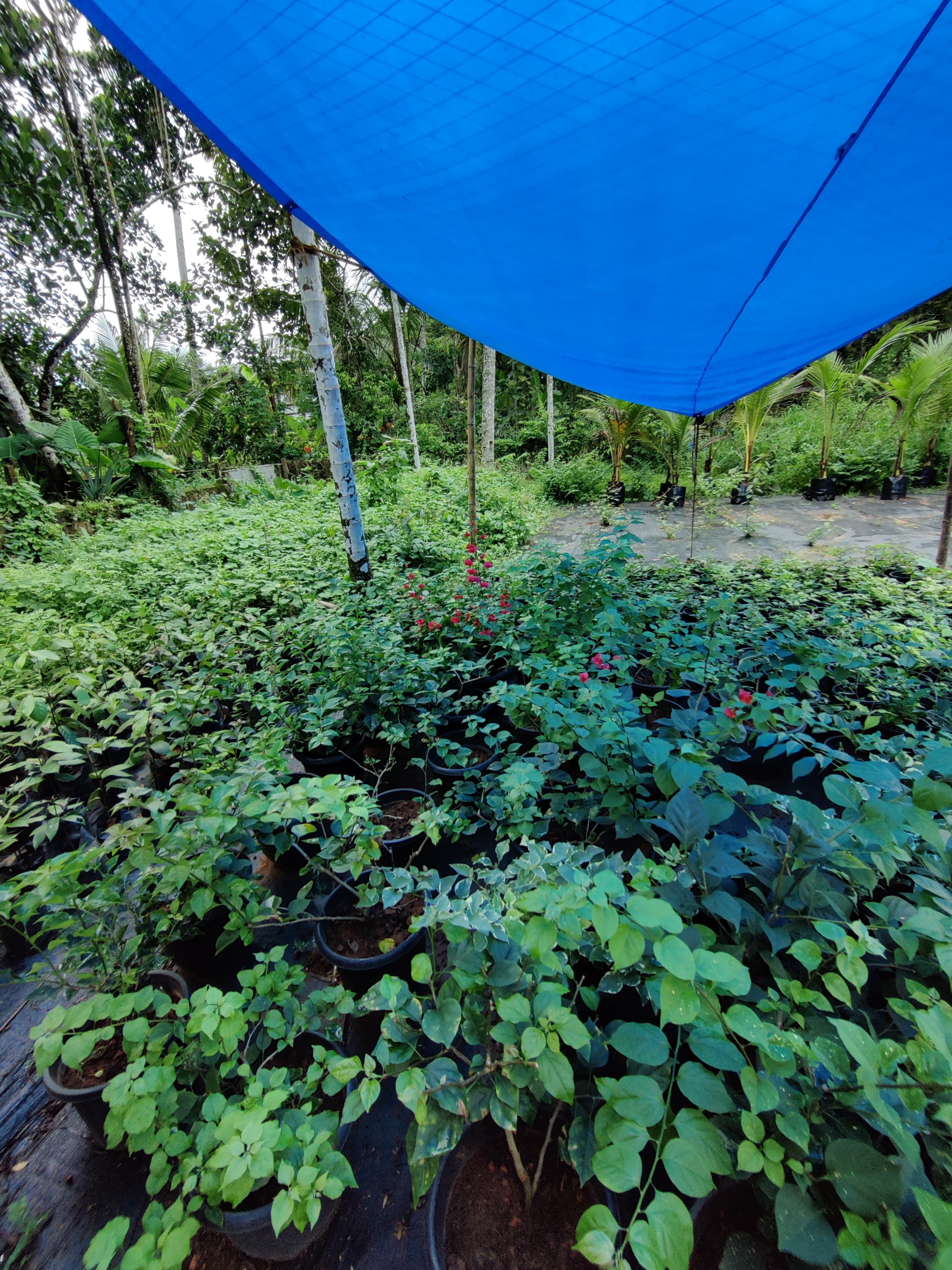 Green World Agri Farm