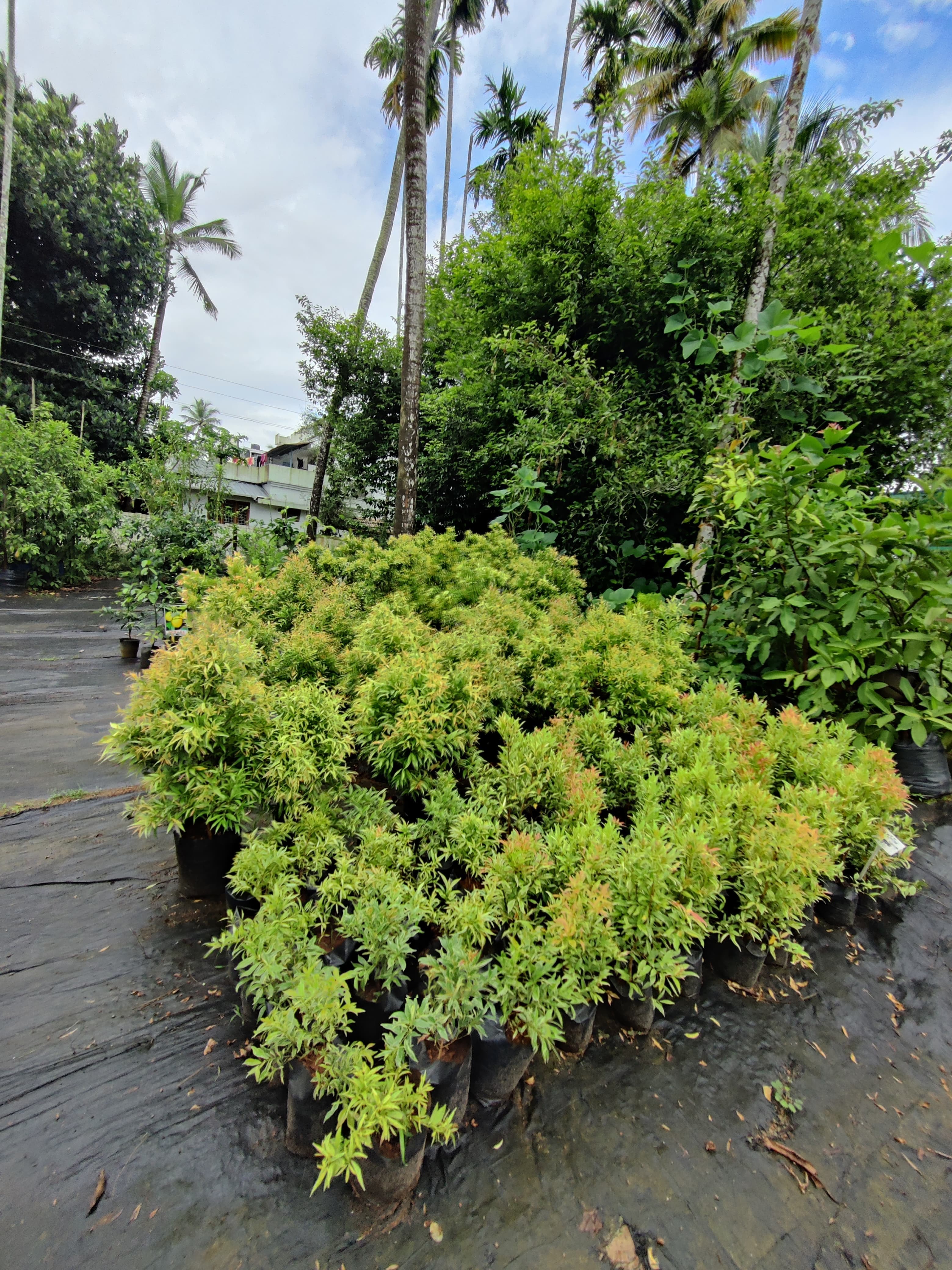Green World Agri Farm