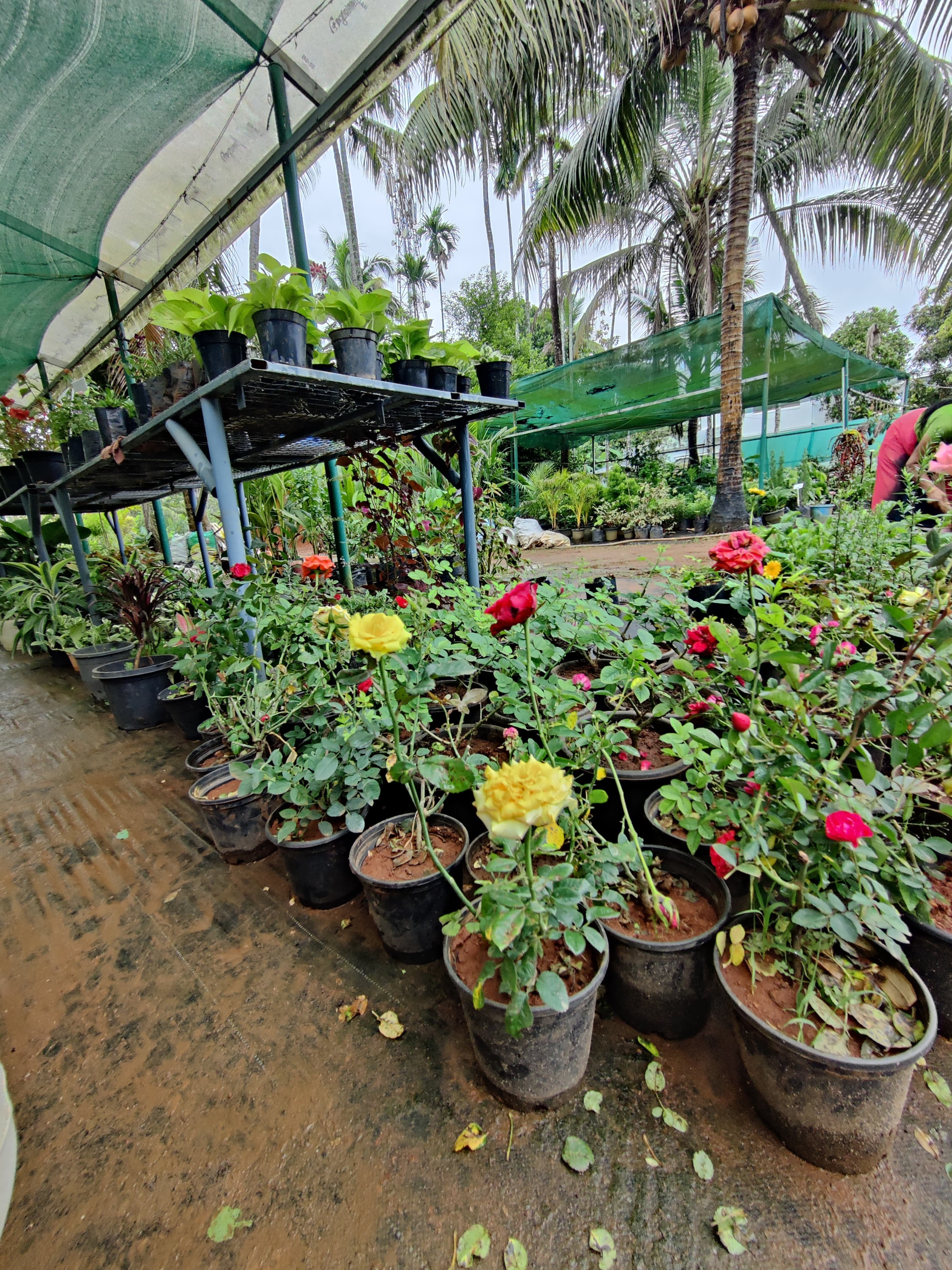 Green World Agri Farm