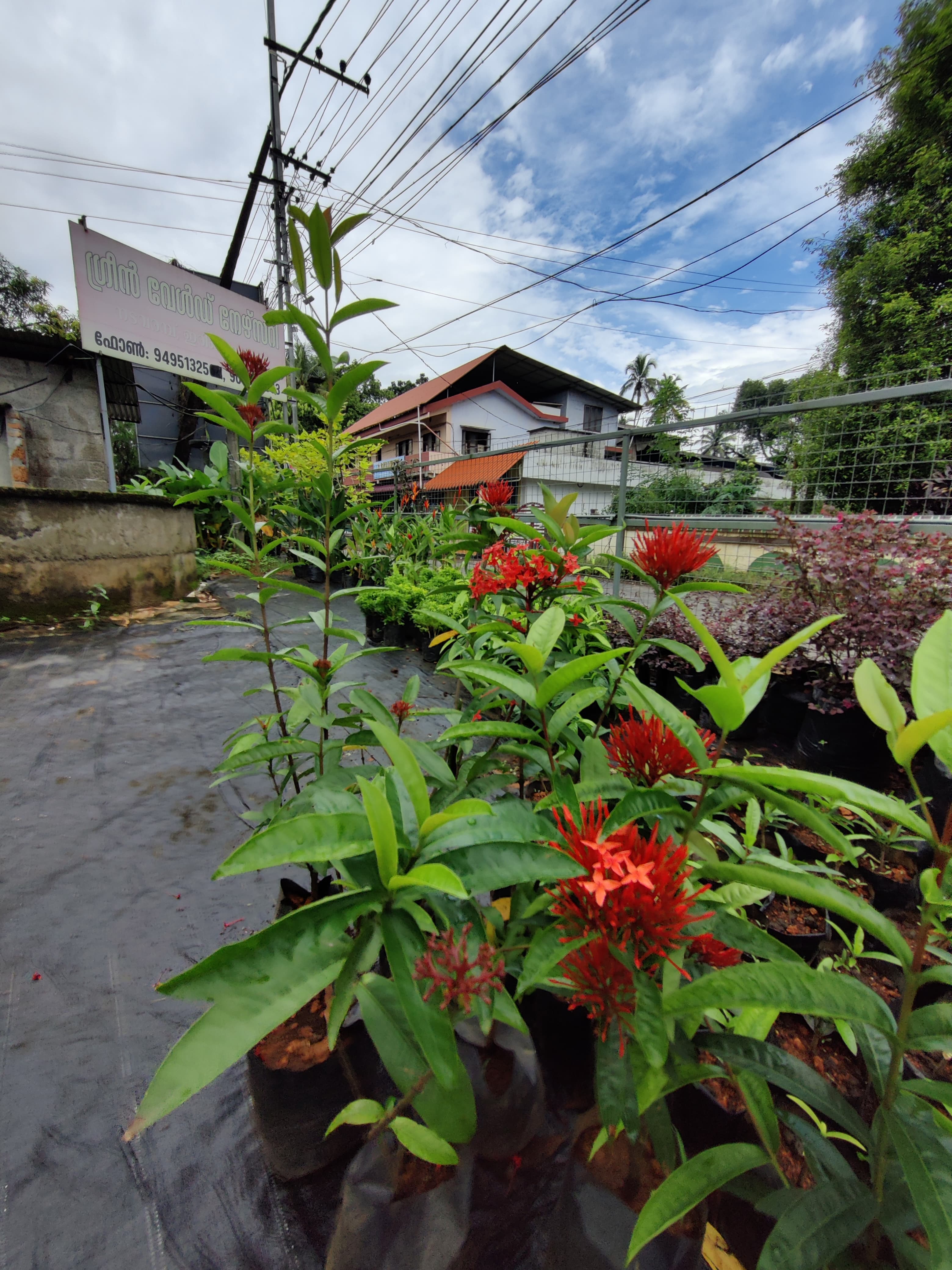 Green World Agri Farm