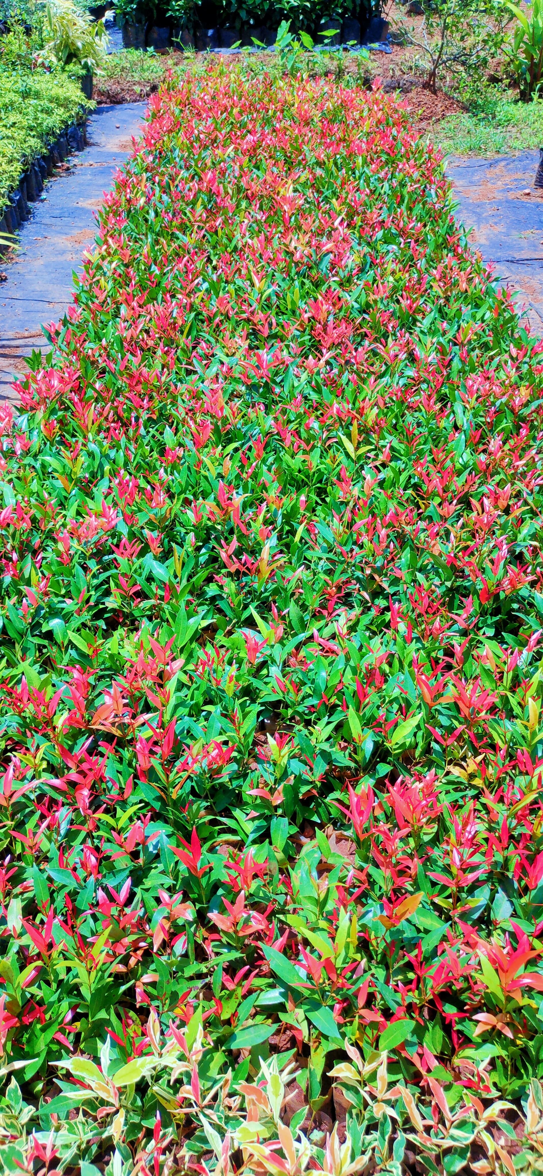 Green Kerala Nursery