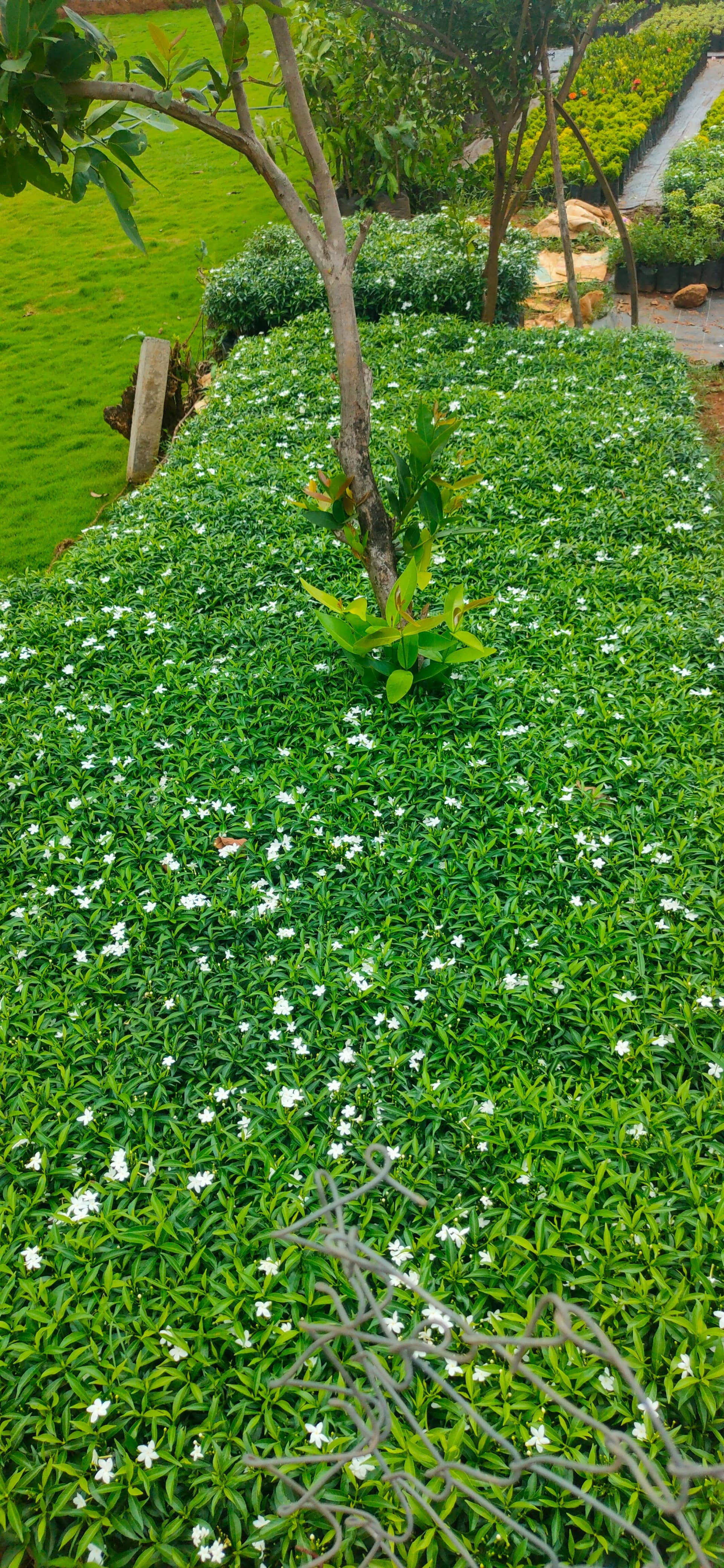 Green Kerala Nursery