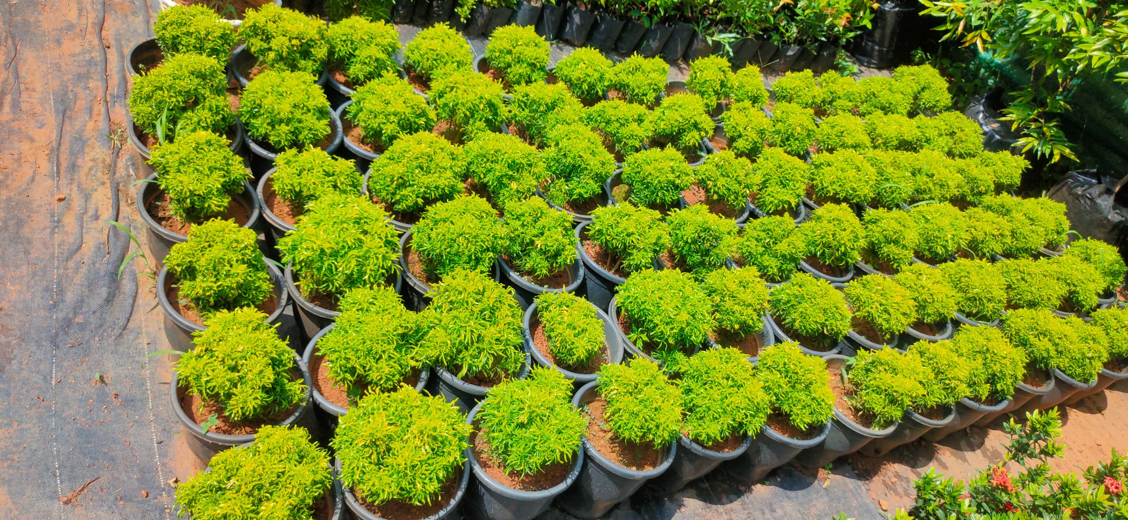 Green Kerala Nursery