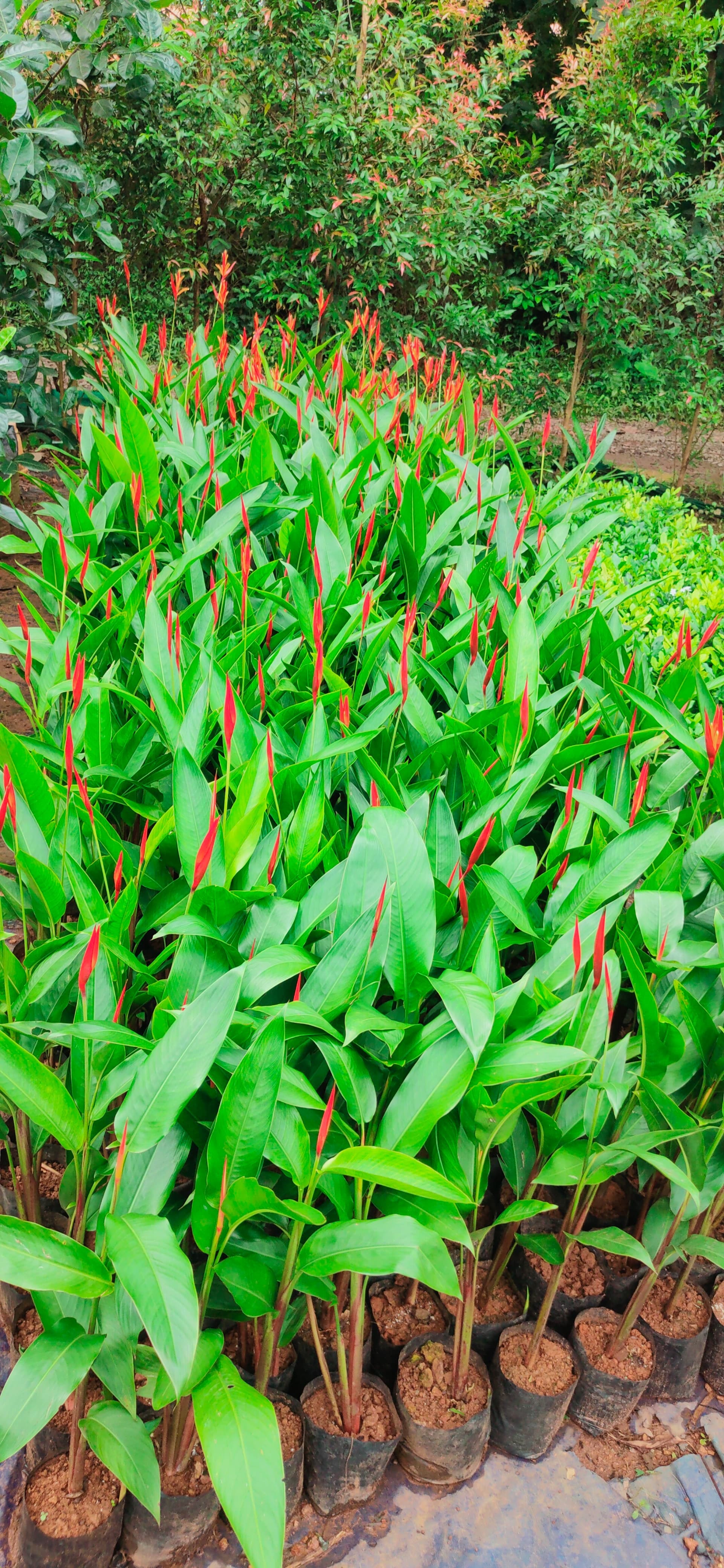 Green Kerala Nursery