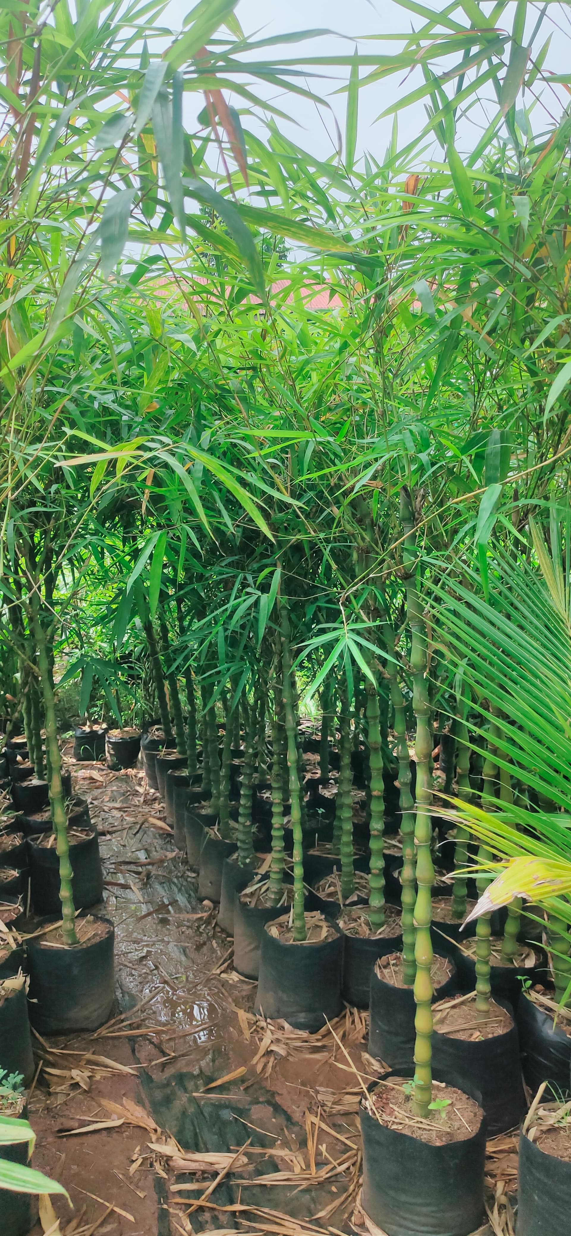 Green Kerala Nursery