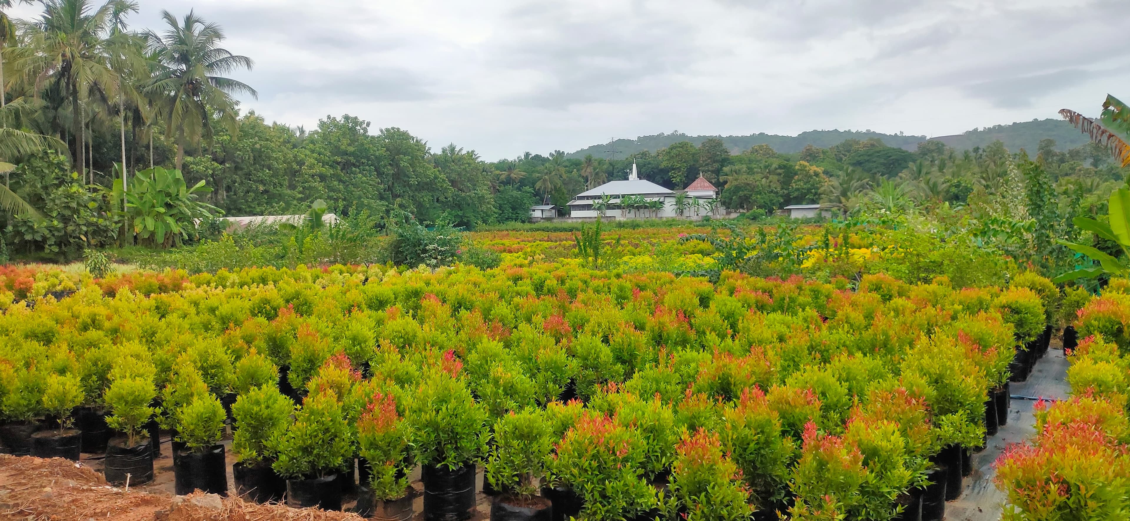 Green Kerala Nursery
