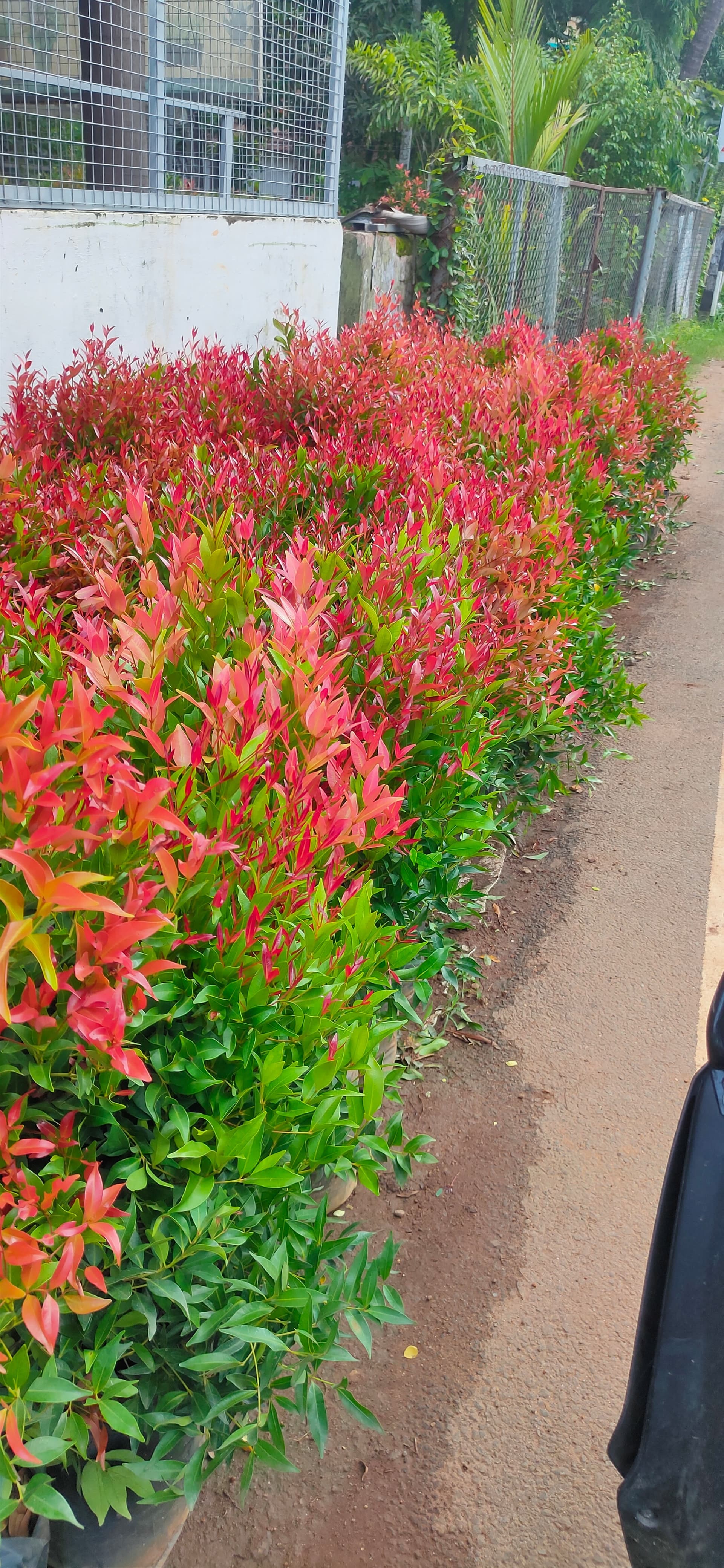 Green Kerala Nursery