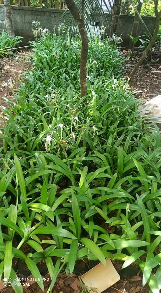 Green Kerala Nursery