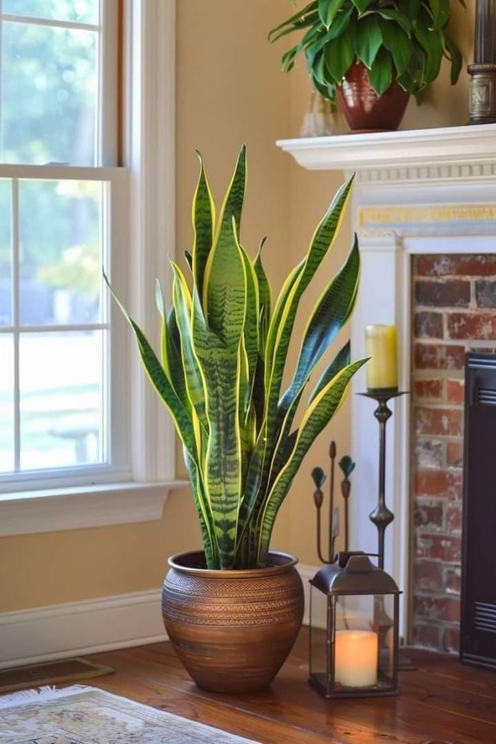 Dream Land landscaping And Nursery