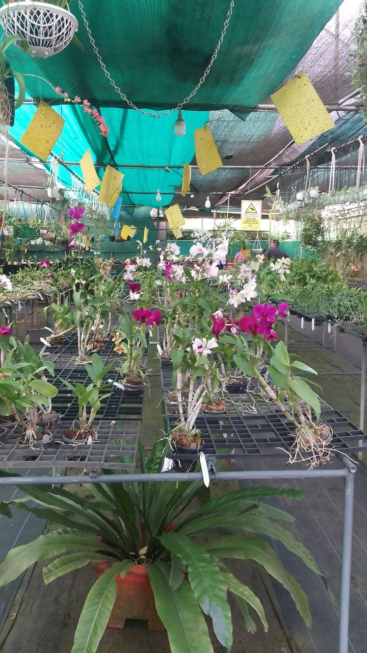 Dream Land landscaping And Nursery