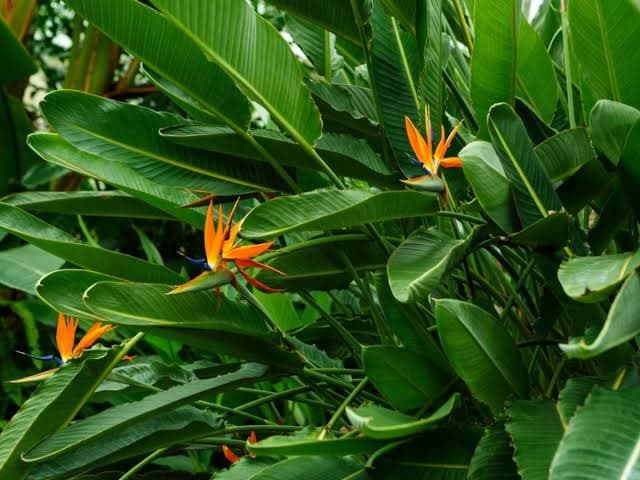 Dream Land landscaping And Nursery