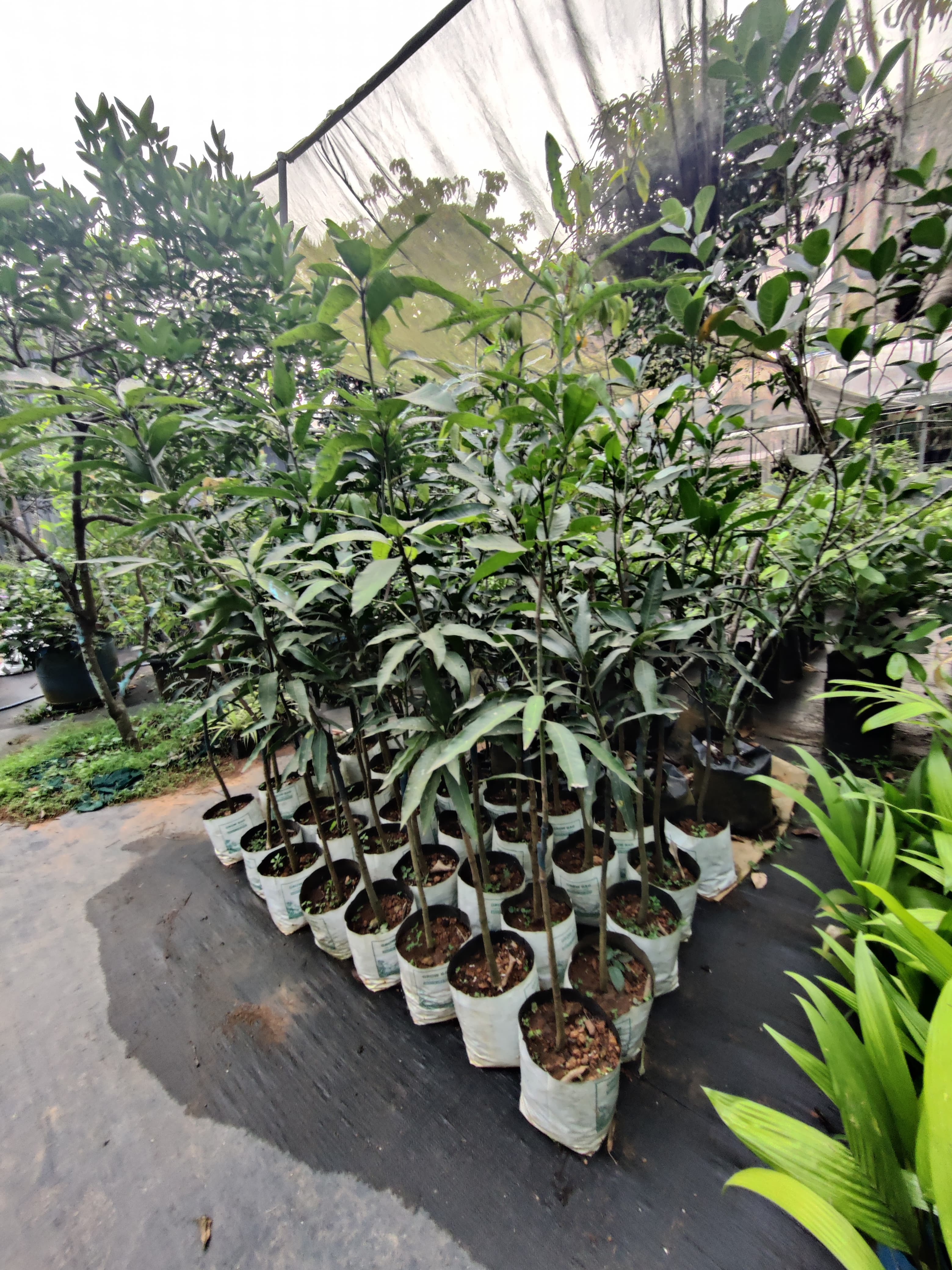  Green Leaves Agro Farm