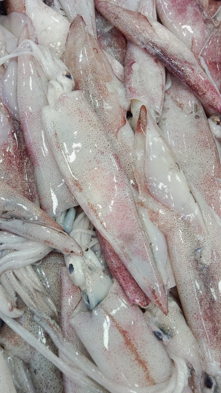Daily Fresh