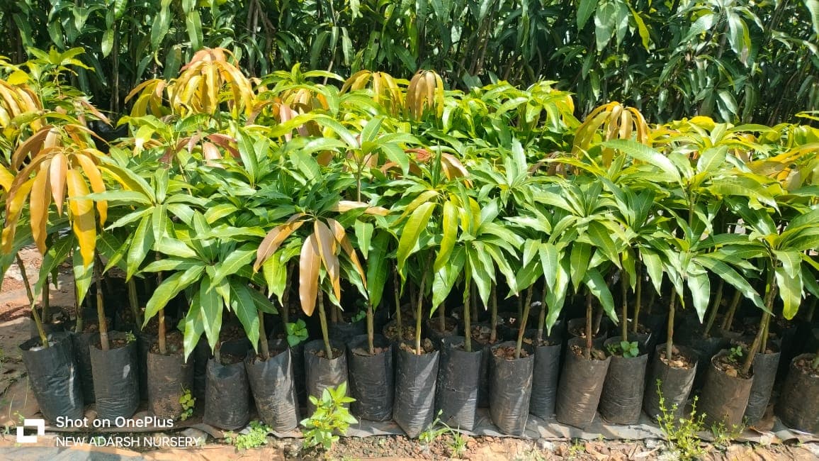 New Adarsh Nursery 