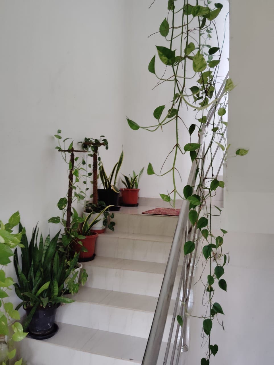 Taz Homestay
