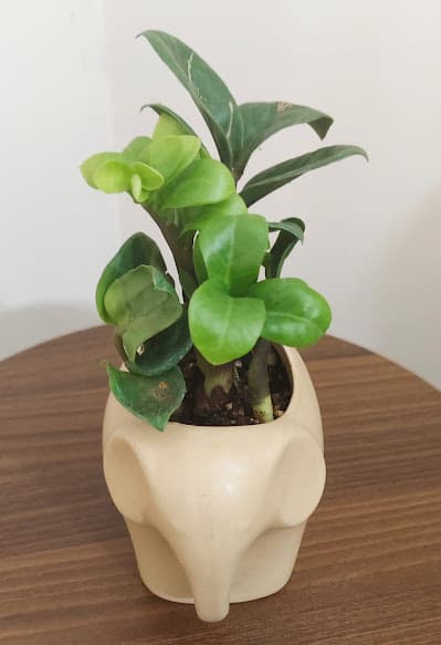 O2 Green Decor