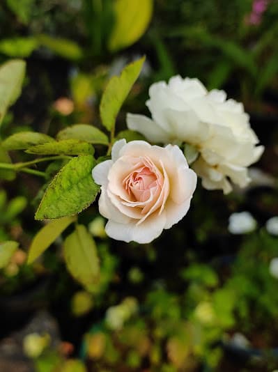 Rajus Garden