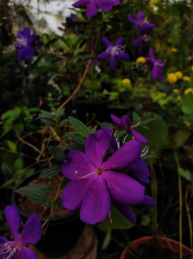 Rajus Garden