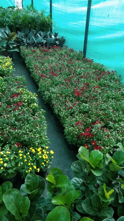 Abhana's Garden