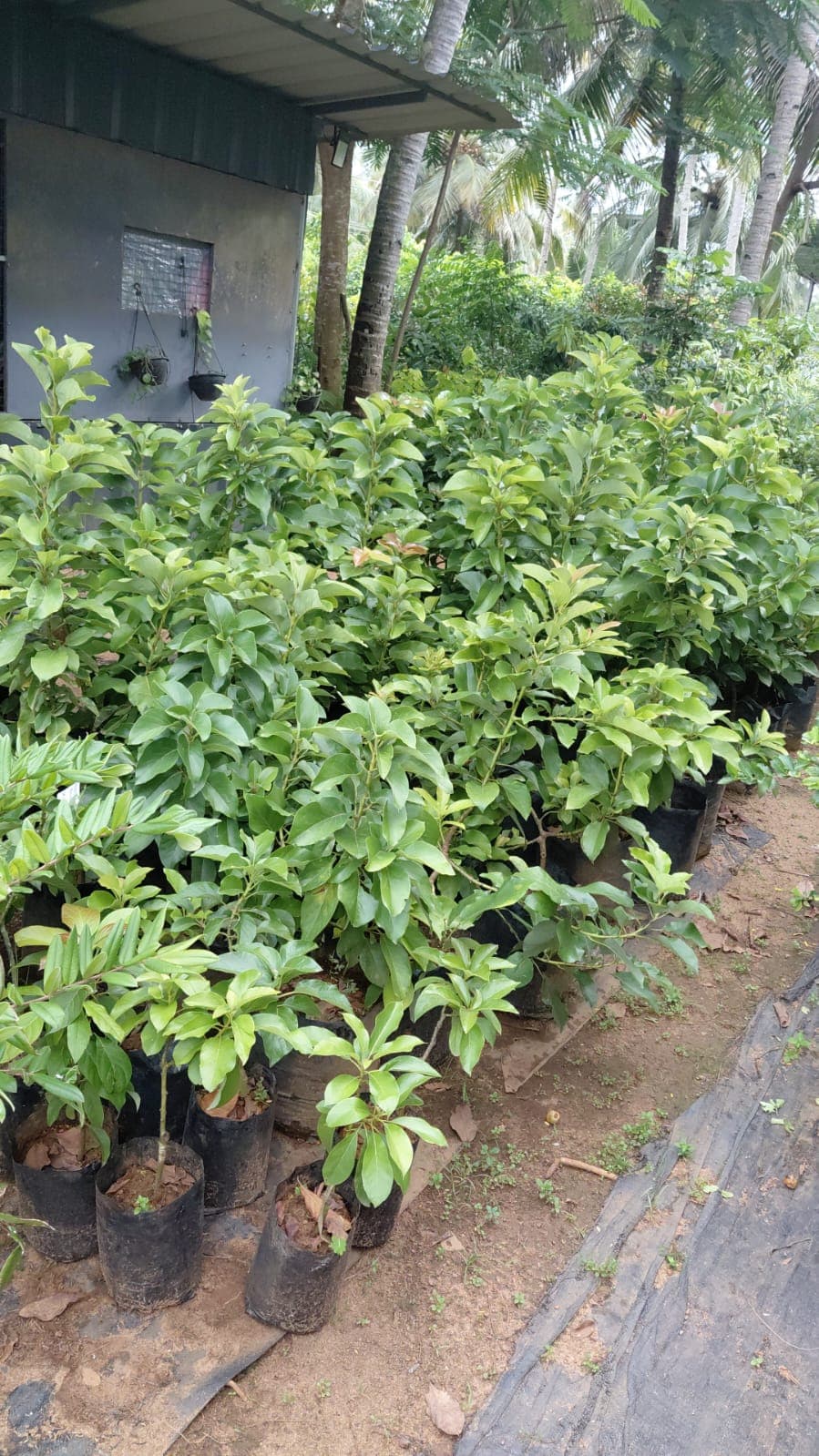 Abhana's Garden