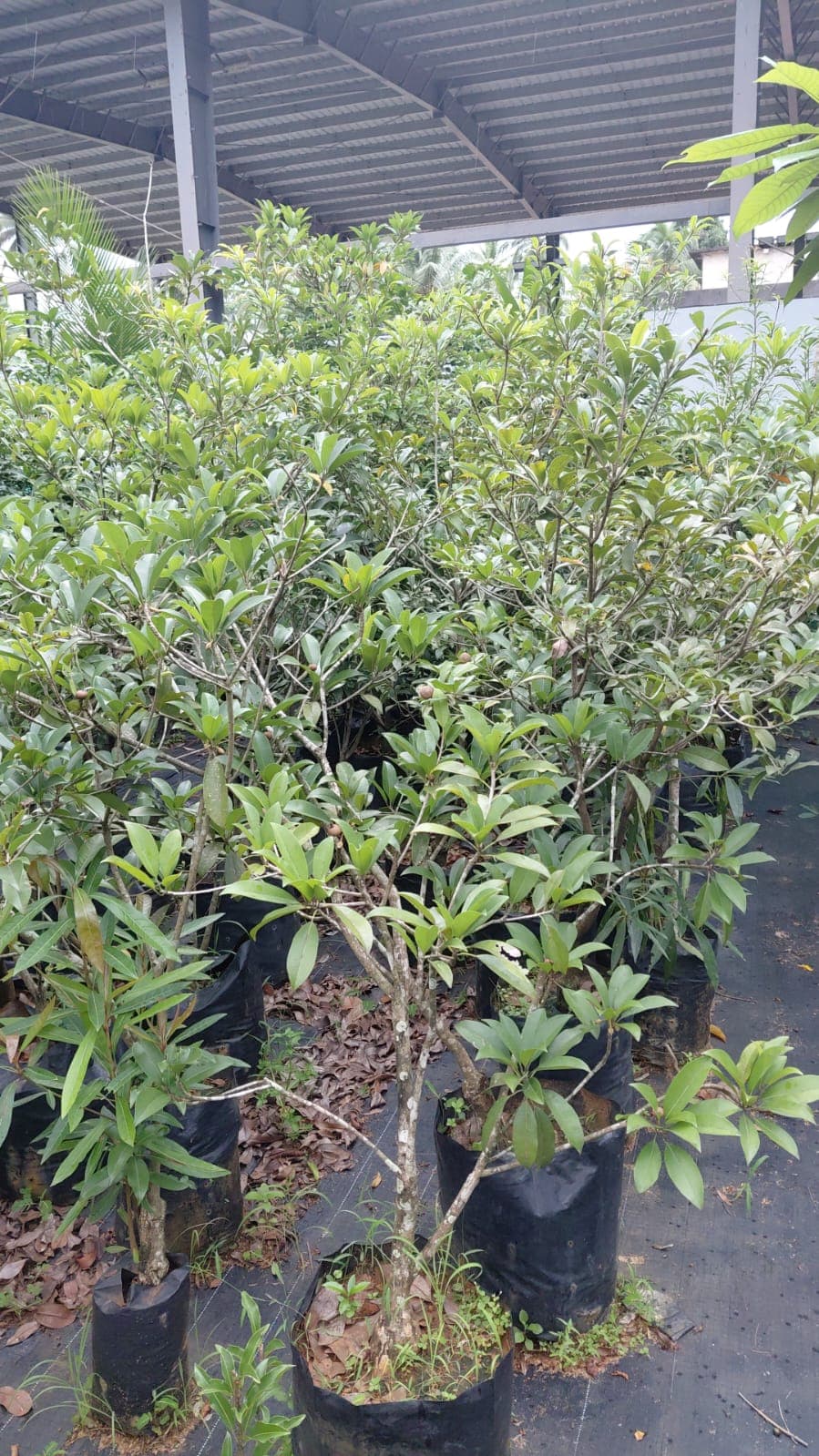 Abhana's Garden