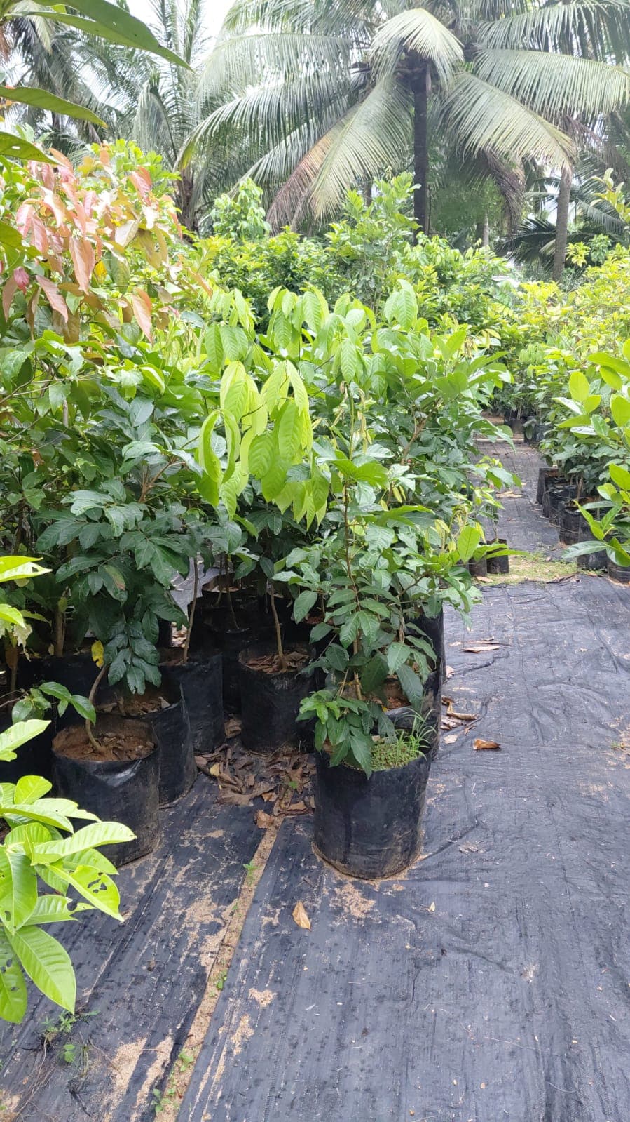 Abhana's Garden
