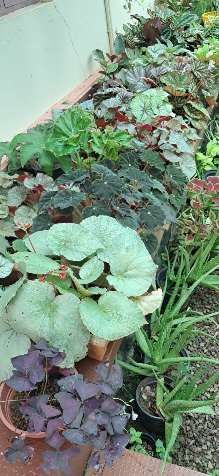 Ethan Garden