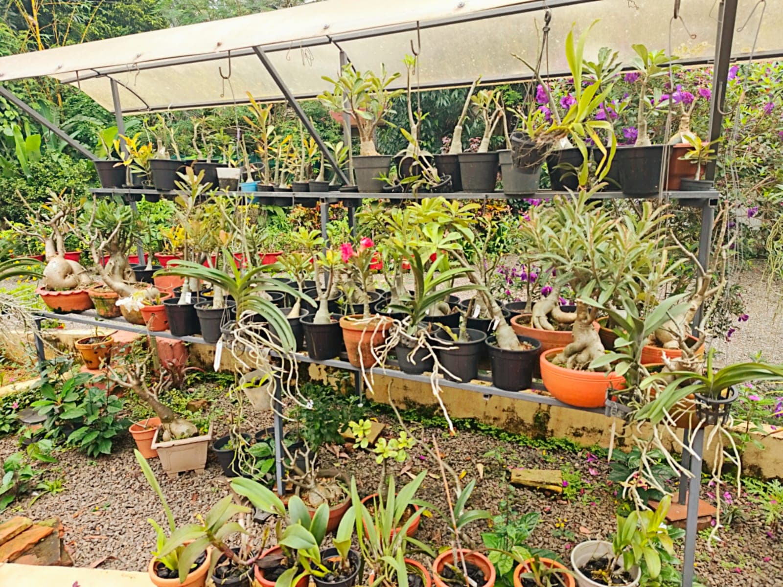 Ethan Garden