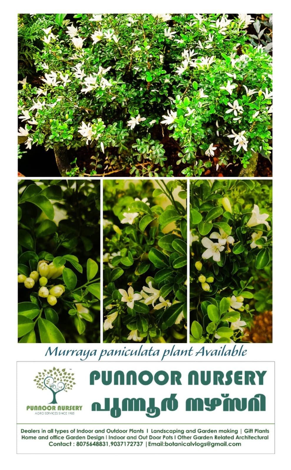 Punnoor Nursery